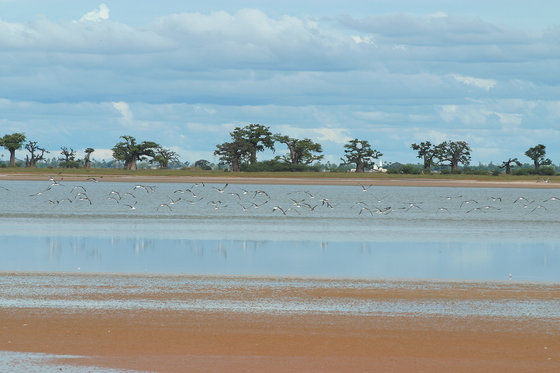 Lodge Du Delta Niominka Dinouar المظهر الخارجي الصورة